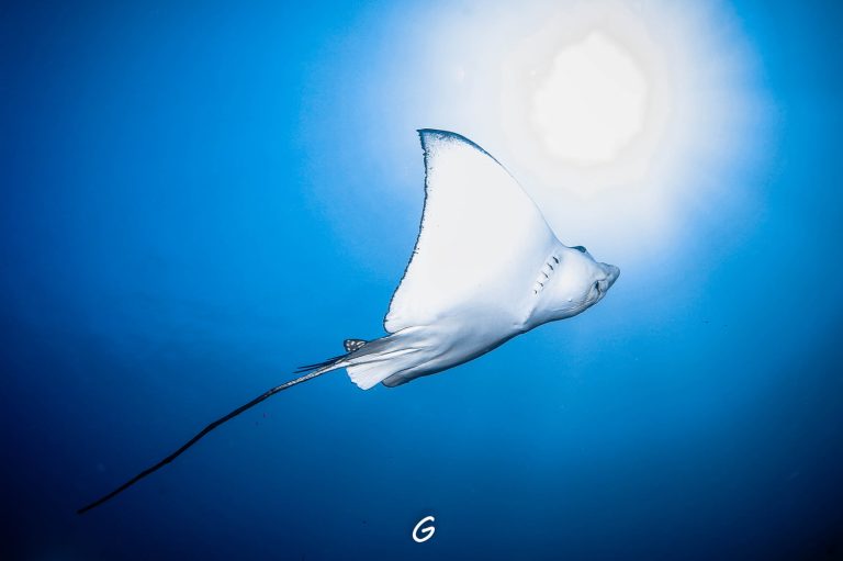 Scuba diver taking photos of clownfish in clear tropical waters near Racha Island, Thailand
