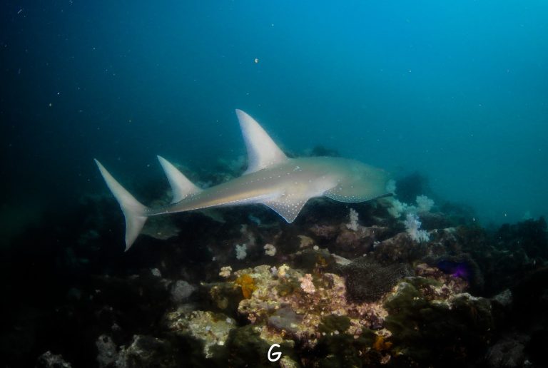 Guitar shark resting on the sand at Shark Point dive site Phuket