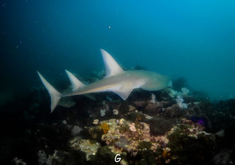 Guitar shark resting on the sand at Shark Point dive site Phuket