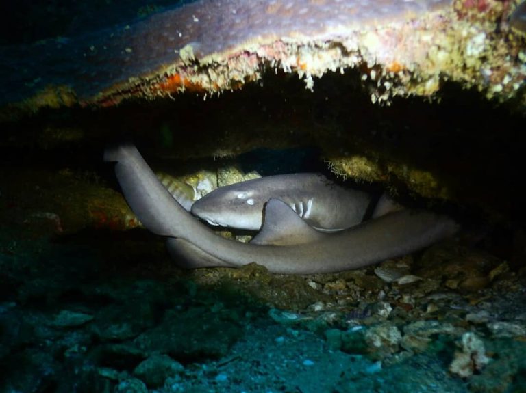 Learn how to shoot stunning underwater photos with the PADI Photography Specialty at Seawave Diving Phuket.