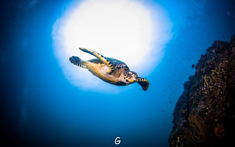 Get the shot of a lifetime — learn how to photograph sea turtles and other marine life with Seawave Diving’s Underwater Photography Course in Phuket.