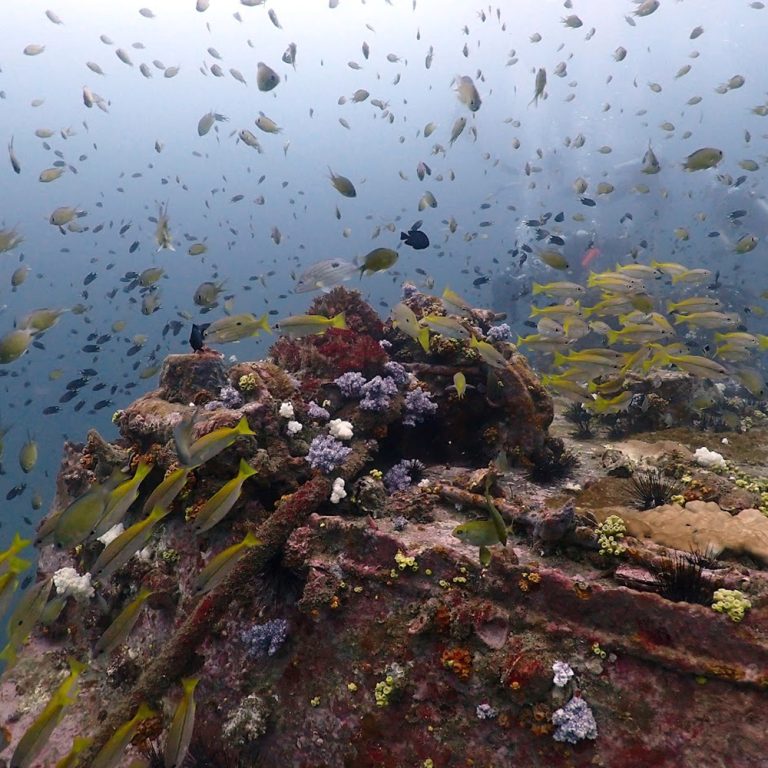 Underwater photographer capturing marine life at King Cruiser wreck site